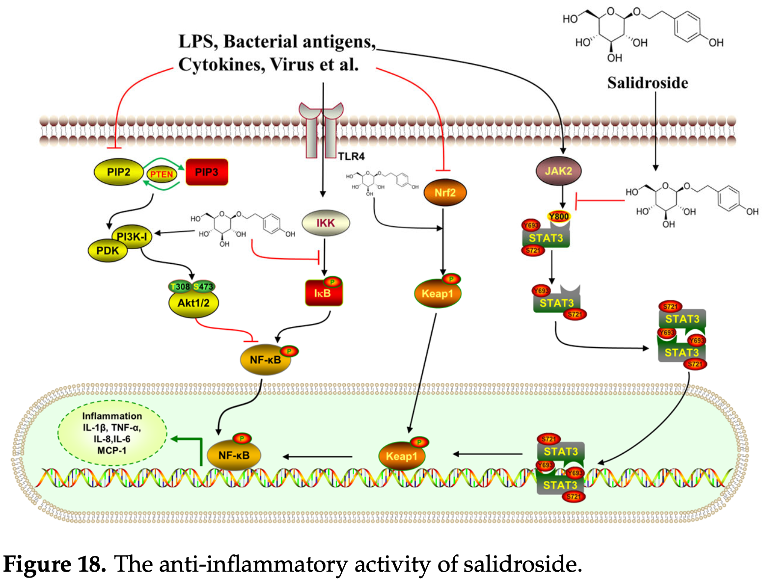 Molecular diagram showing salidroside's anti-inflammatory mechanisms