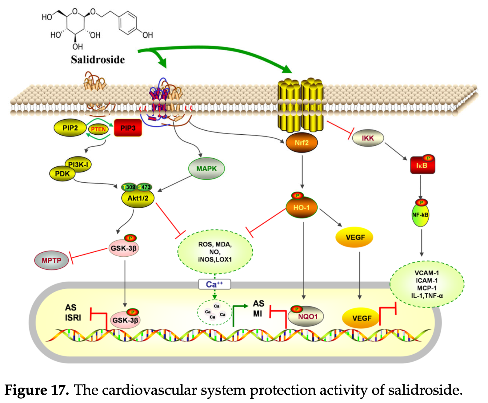 Detailed pathway illustration of salidroside's cardiovascular protective effects through multiple mechanisms