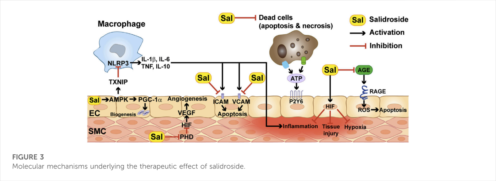 Salidroside Cellular Mechanisms