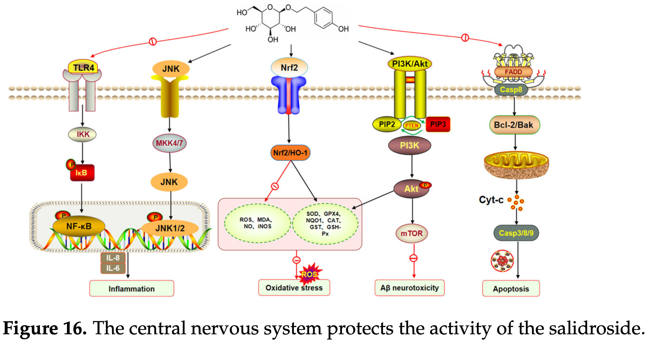 Neuroprotective pathways of salidroside in the central nervous system