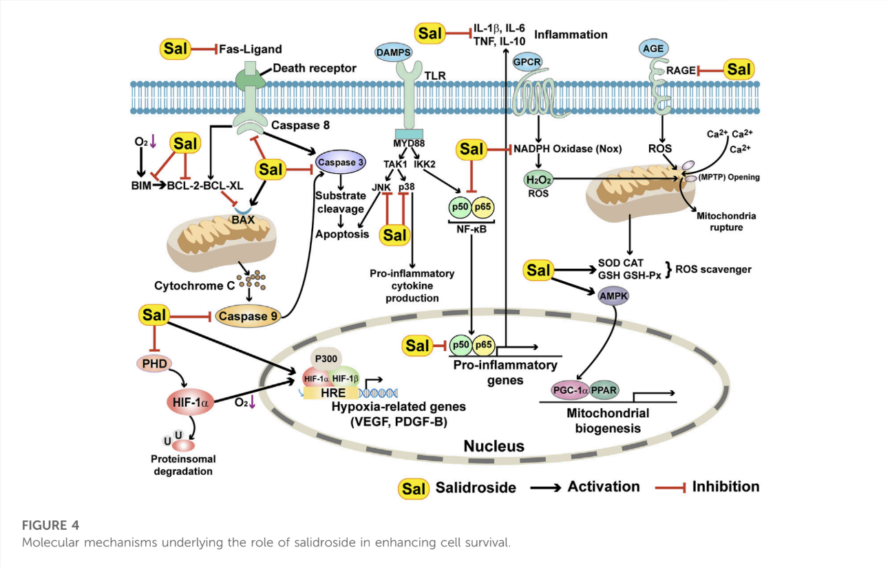 Detailed molecular pathways depicting salidroside's role in cell survival and stress adaptation