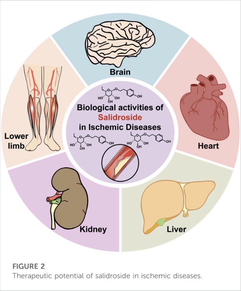 Overview of salidroside's multi-organ benefits