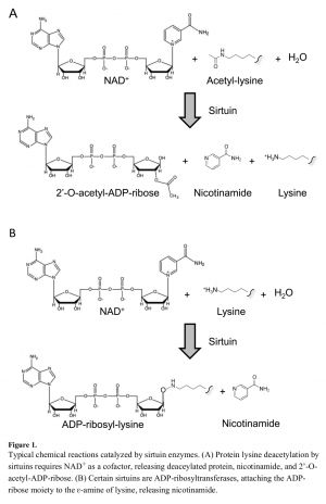 Sirtuin NAD Reactions