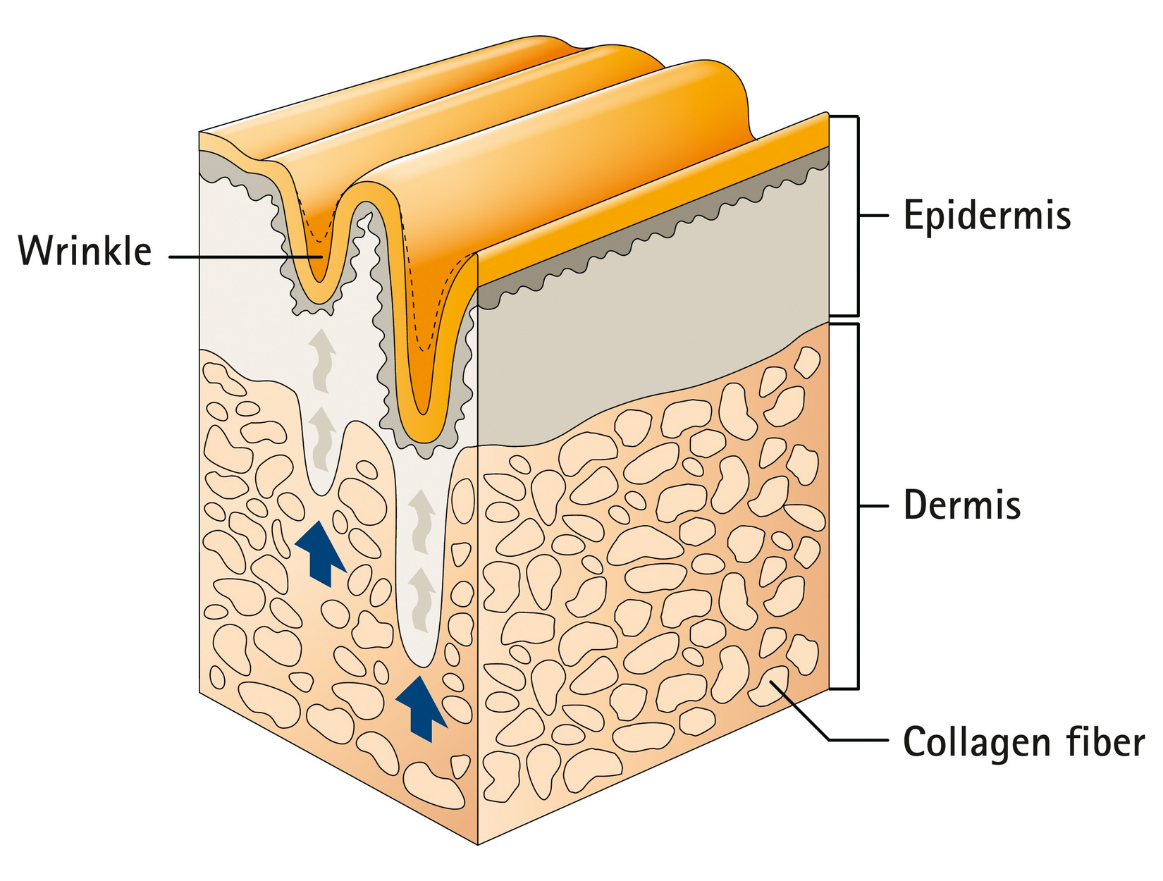 Skin Wrinkles Collagen