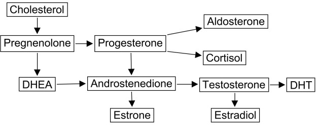 Steroid Hormone Pathways