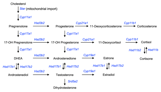 Steroid Synthesis Pathway