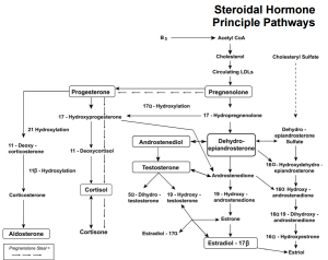 Steroidal Hormone Principle Pathways