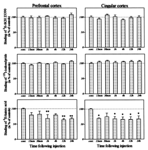 Effect of an acute administration of sulbutiamine (12.5 mg/kg, (i.p.)) on the density of D1 and D2 dopaminergic and kainate binding sites in the cingular and prefrontal cortex.<sup>[1]</sup>