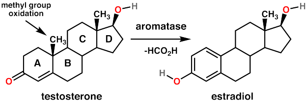 Testosterone to Estradiol Conversion. Image Courtesy Wikimedia Commons