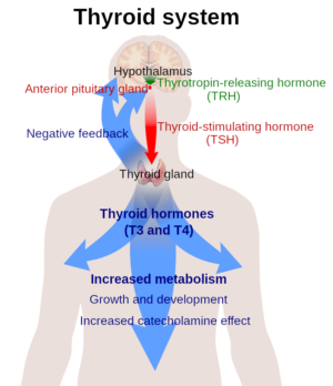 The Thyroid System