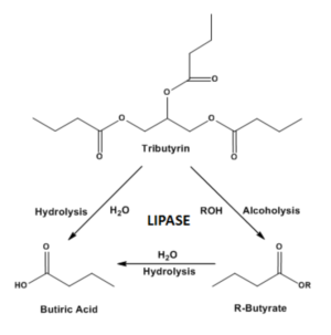Tributyrin Transesterification