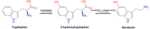 Tryptophan to 5-HTP to Serotonin