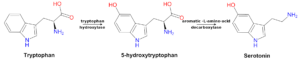 Tryptophan 5-HTP Serotonin Pathway