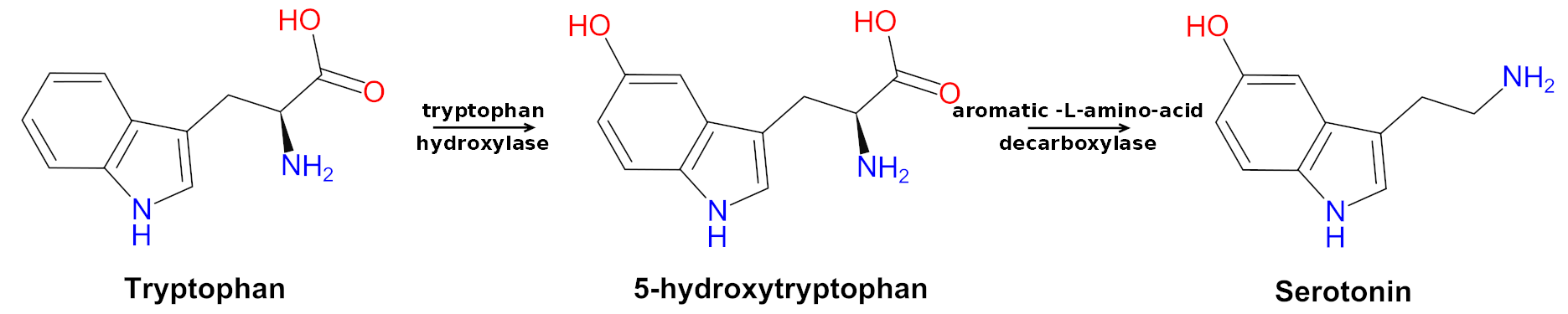 Tryptophan 5-HTP Serotonin Pathway