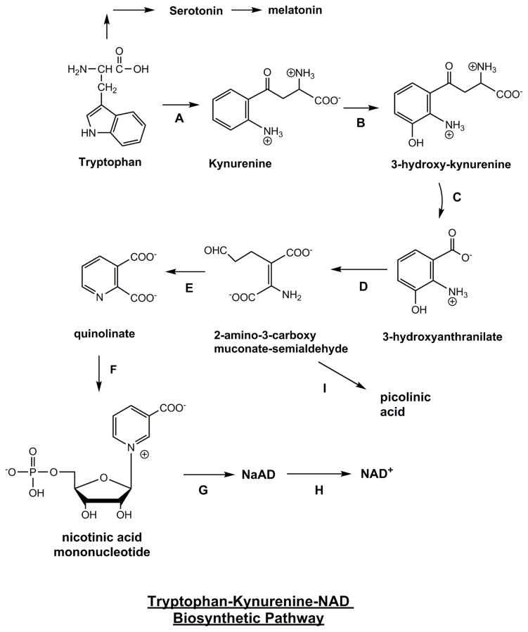 Tryptophan Kynurenine NAD Biosynthetic Pathway