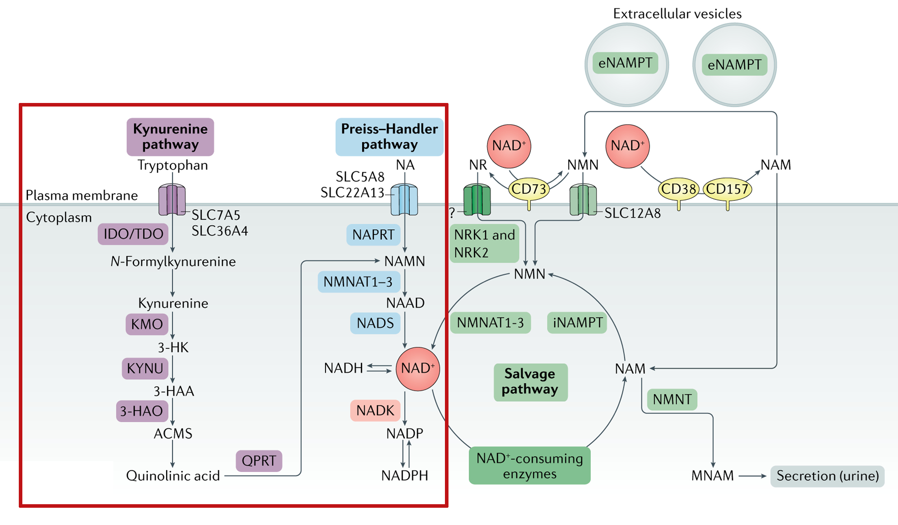 Tryptophan NAD+ Pathway