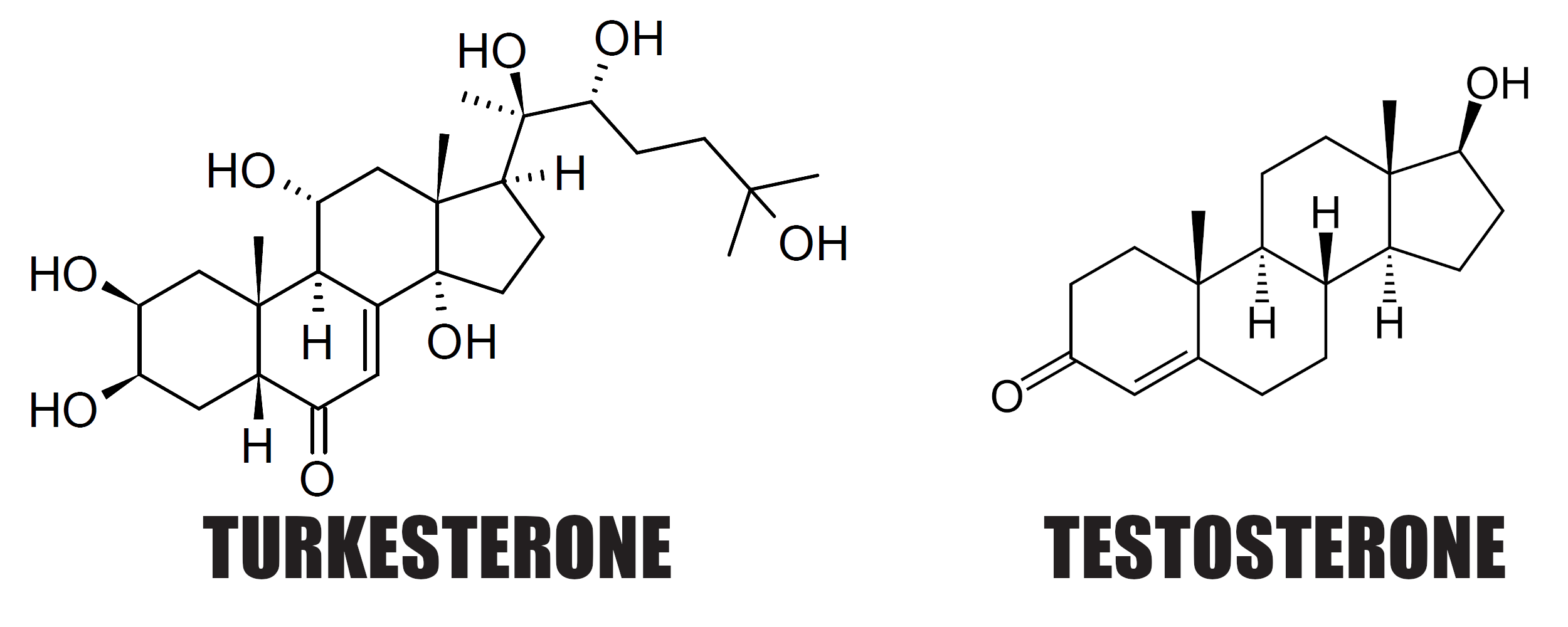 Turkesterone vs. Testosterone