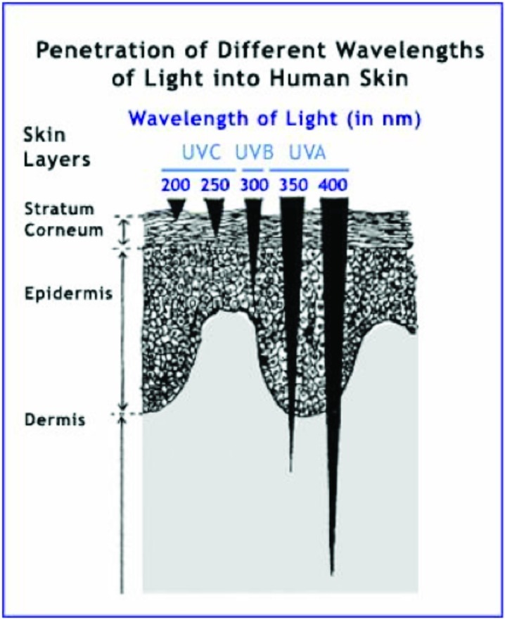 Ultraviolet Light Skin Penetration