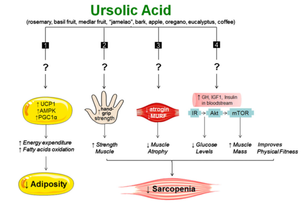 Ursolic Acid Benefits