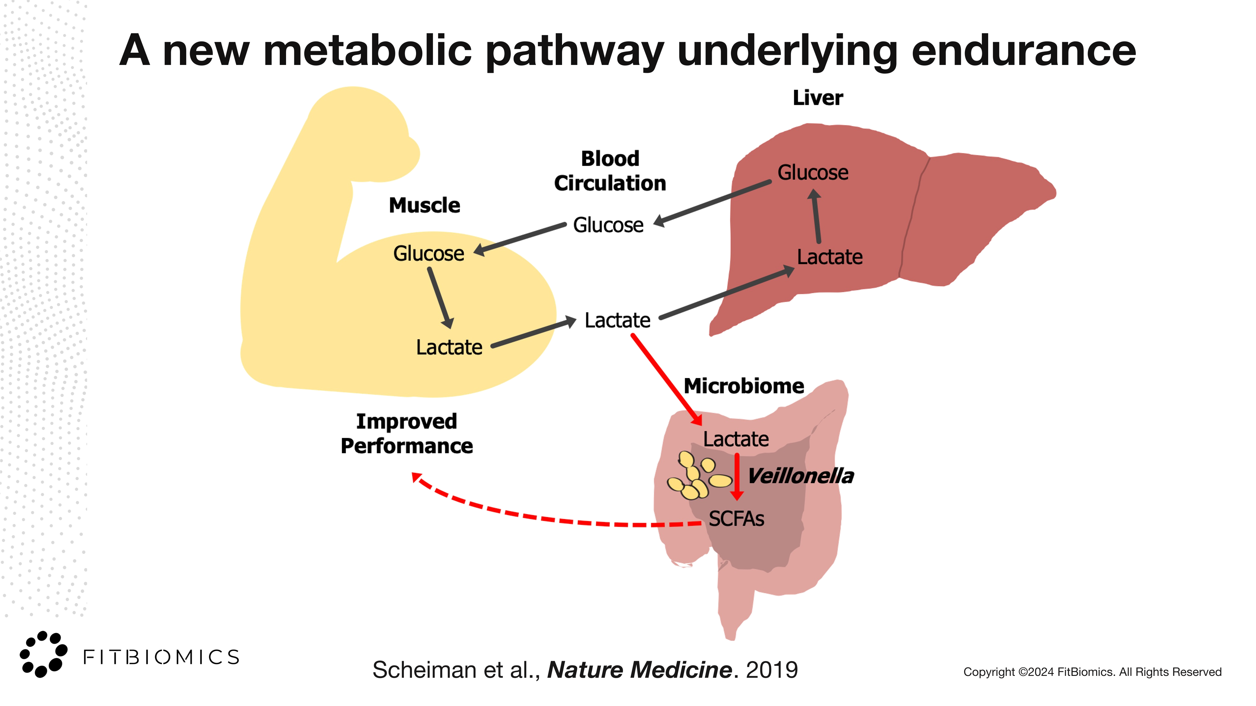 Veillonella New Metabolic Pathway