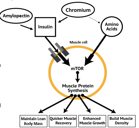 Velositol's Insulin Mechanism
