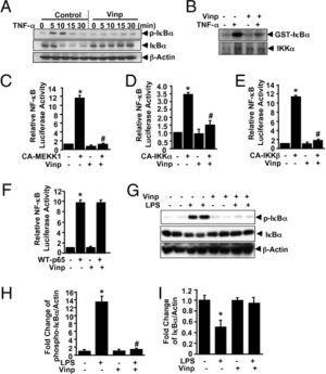 Vinpocetine Inhibits IKK