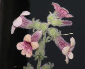 Rehmannia glutinosa flowers