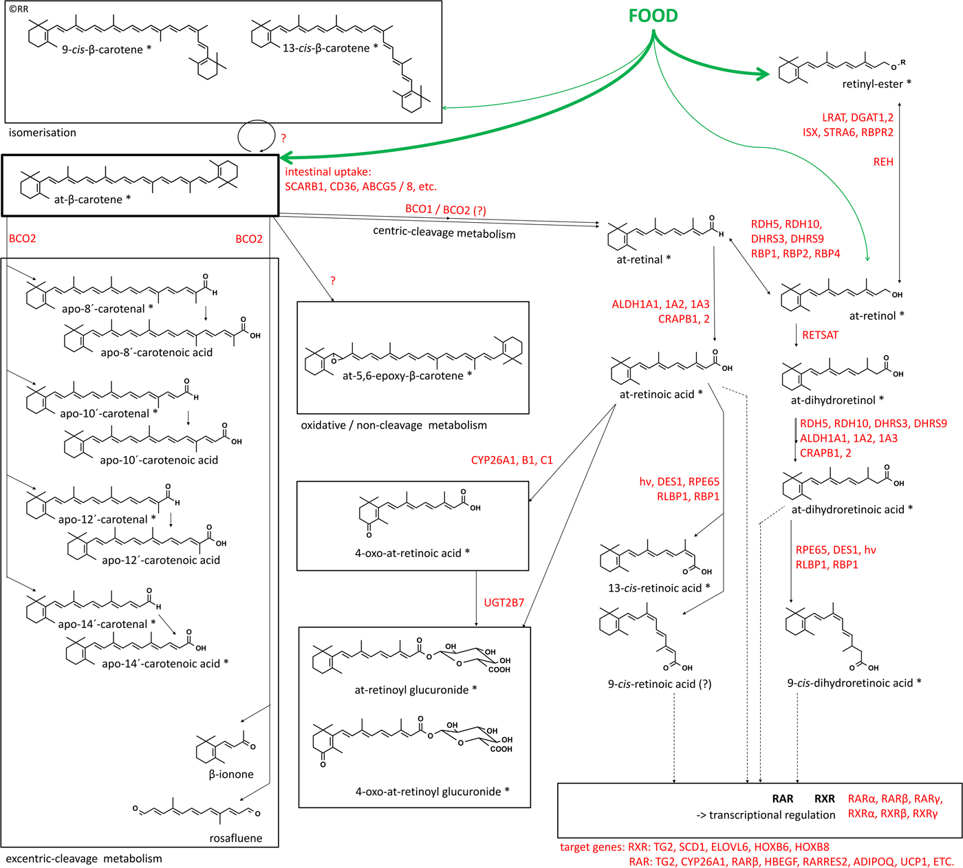 Vitamin A Food Metabolism