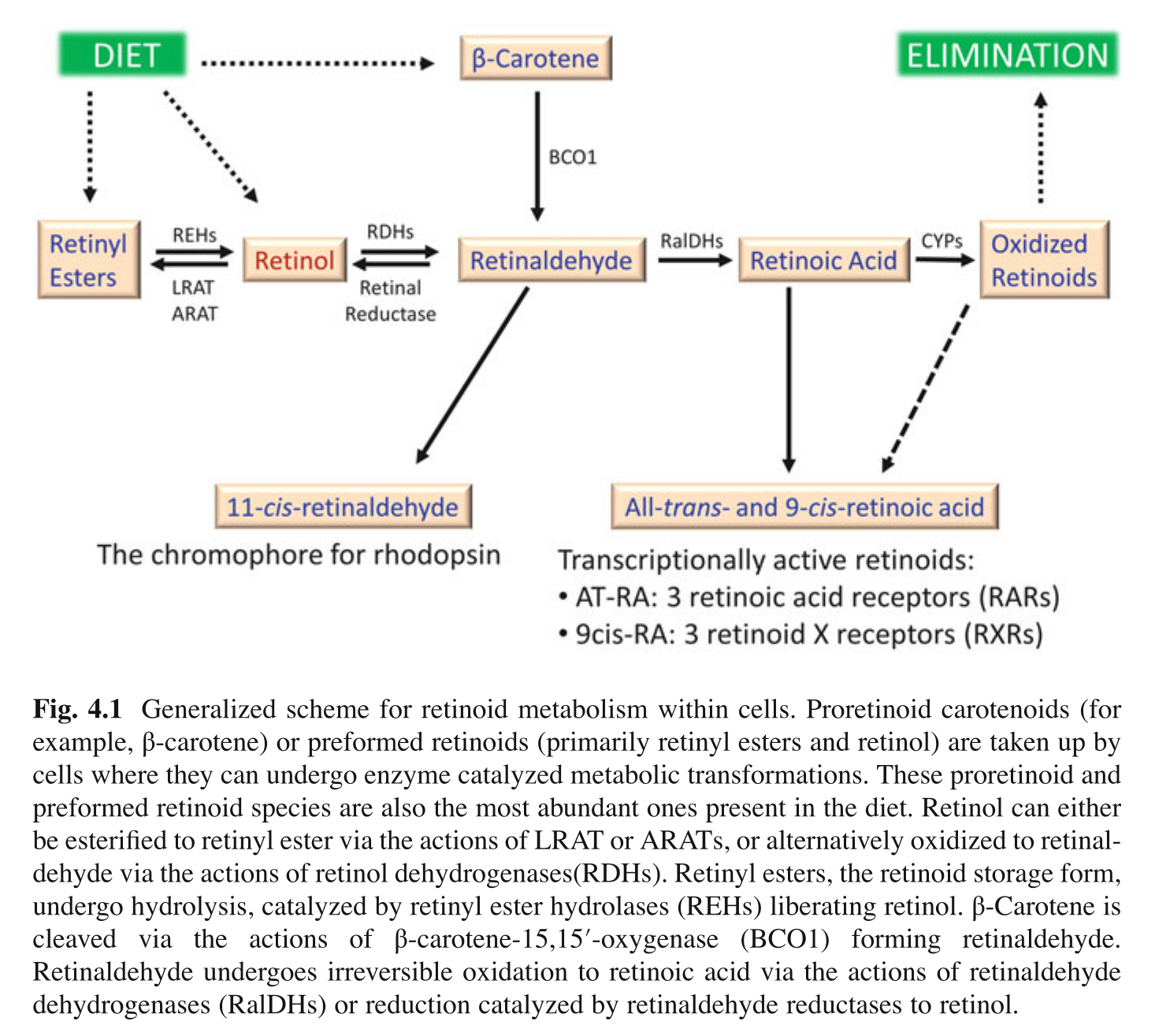 Vitamin A Metabolism