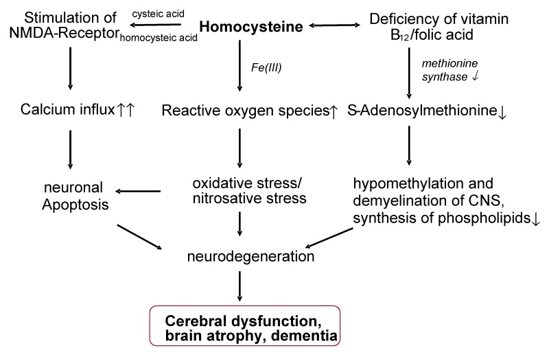 Vitamin B12 Deficiency and Homocysteine