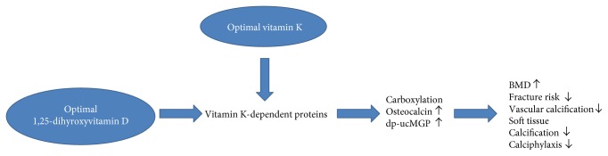 Vitamin D and K Synergy for Bone and Cardiovascular Health Diagram