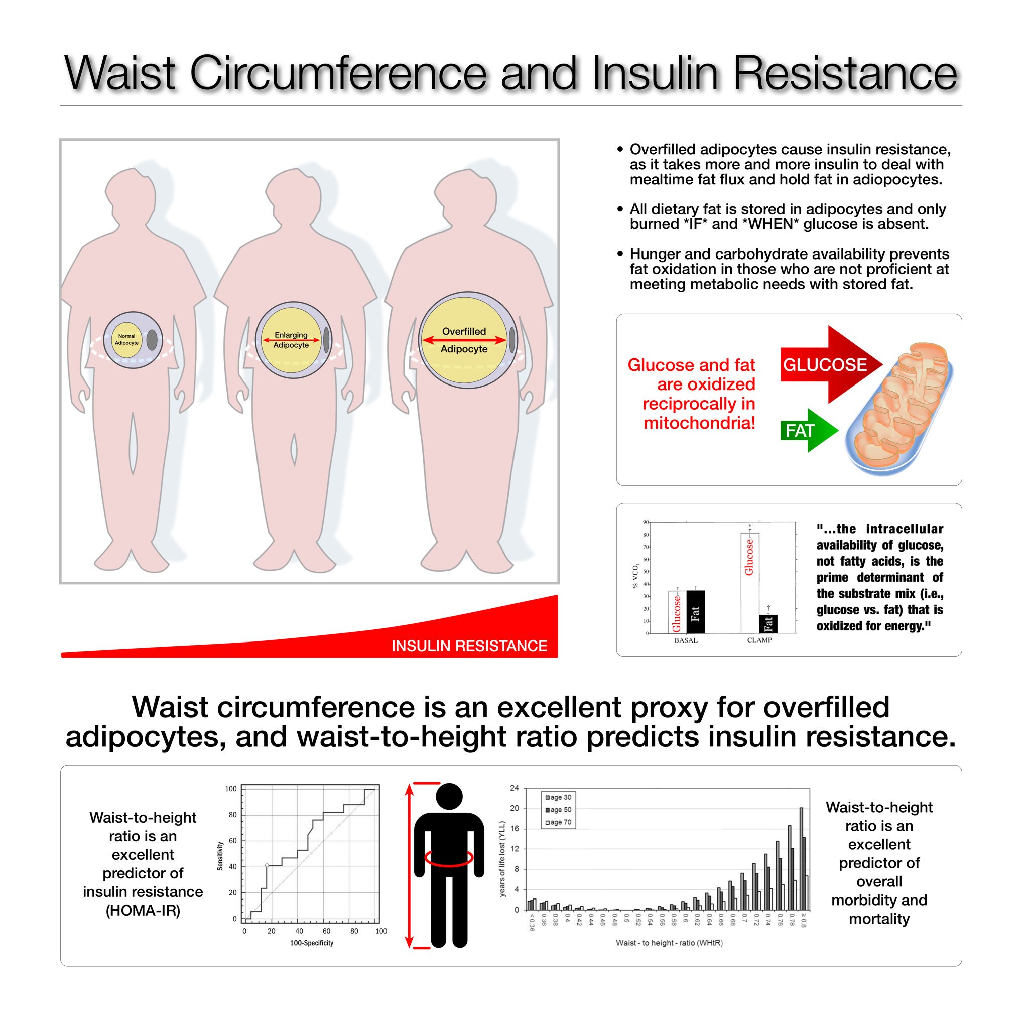 Waist Circumference Insulin Resistance