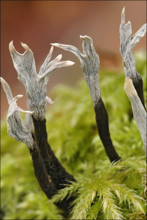 Xylaria Plant