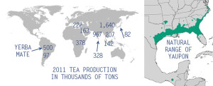 The growing range of yaupon